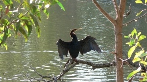 Cormorant on Lake
