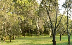 Peaceful Bushland