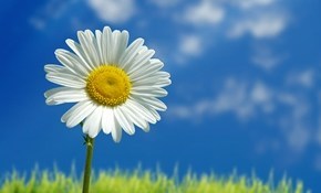 Daisy