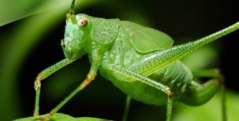 Grasshopper