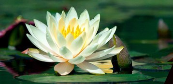 Lotus Lotus