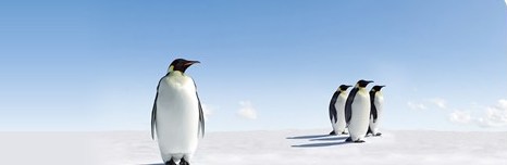 Penguins on Ice Penguins on Ice