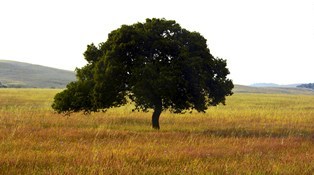 Solitary Tree