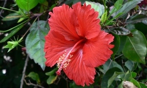 Hibiscus