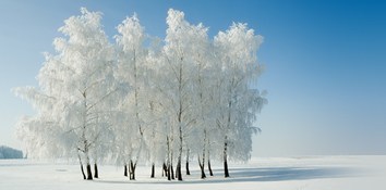 Snow Stillness Snow Stillness