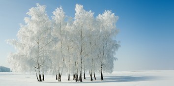 Snow Stillness