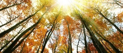 Sunlight Filtering through Trees