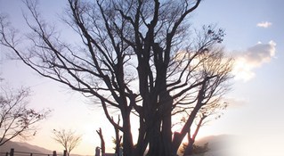 Sunrise Behind a Tree