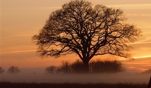 Sunset Behind Tree