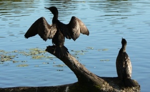 Cormorant